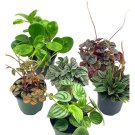 Peperomia Assortment Set 4Ch Pots Watermelon Marble Ripple Rosso Albvio