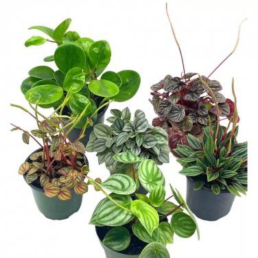 Peperomia Assortment Set 4Ch Pots Watermelon Marble Ripple Rosso Albvio