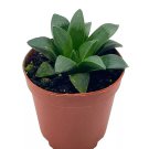 African Emeralds Rare Haworthia Retusa 2Ch Pot Super Cute Great Plant Gi