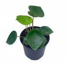 Rain Drop Peperomia Polybotrya 4Ch Raindrop Pep