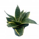 Black Gold Snakeplant 4Ch Green And Yellow Snake Plant Variegated Sansevie