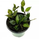 Hoya Krohniana Black 4Ch Rare Dark Hoya Wax Plant