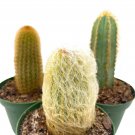 Column Cactus Assortment 4Ch Set Of 3 Silver Torch Blue Column Yellow Ol