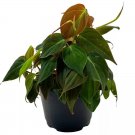 Philodendron Micans 6Ch Velvet Leaf Philo Hederaceum Sweetheart Plant