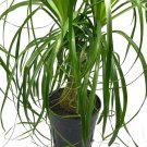 Stumpy Palm Very Large Stump 6Ch Pot