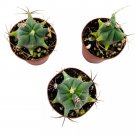 Ferocactus Emory'S Barrel Cactus 2Ch Set Of 3 Coville'S Echidne Tiny Mini P