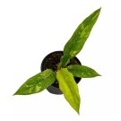 Ring Of Fire Philodendron A 4Ch Pot Hendersons Pride Variegated Philode