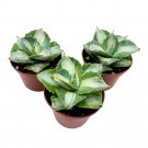 Agave Mediopicta Albo Variegated Rare Aloe Set Of 3 2Ch Pots
