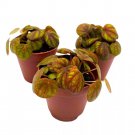 Peperomia Peppermill 2Ch Set Of 3 Orange-Y Brown Green Rare Pep