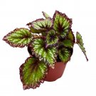 Starry Night Begonia Rex Purple Green White Splash