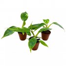 Philodendron White Princess 2Ch Set Of 3 Variegated Philo Tiny Mini Pixie P