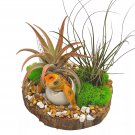 Turtle Hatchling Tillandsia Planted Hand Made Resin Sculpture Air Pl Ant Dec