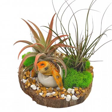 Turtle Hatchling Tillandsia Planted Hand Made Resin Sculpture Air Pl Ant Dec