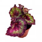 Love Potion Begonia Rex 4Ch Super Splashy Pink Green Purple