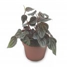 Peperomia Turboensis 4Ch Rare Dark Pep Unique Homeg