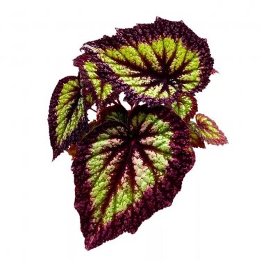 Nightfall Begonia Rex 6Ch Super Splashy With Thick Purple Band