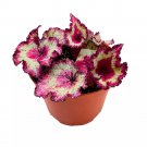 Pink Cadillac Begonia Rex 6Ch Curly Ruffle