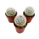Powder Puff Cactus 2Ch Set Of 3 Mammillaria Bocasana White Yellow Crown Of Fl