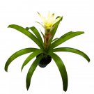 White Guzmania Bromeliad 4Ch Flowering Plant Rare Color