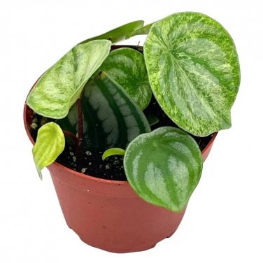 Variegated Watermelon Peperomia 4Ch Unique Homegrown