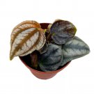 Peperomia Turboensis 2Ch Dark Metallic Pep