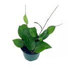 Hoya Black Margin Parasitica 4Ch Pot Rare Limited Collectors Plant