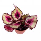 Taste Of Poison Begonia Rex 4Ch Pink Center Purple Band Spiral Lea