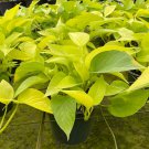 Neon Pothos 6Ch Devil'S Ivy Hunter'S Rove