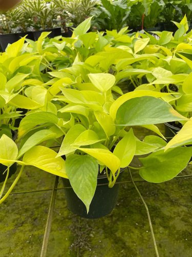 Neon Pothos 6Ch Devil'S Ivy Hunter'S Rove