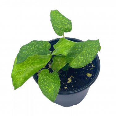 Calathea Musaica 4Ch Calathea Network Prayer Plant Very Rare