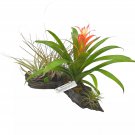 Large Bromeliad Driftwood Planter Assorted Flowering Bromeliads Natural Wood
