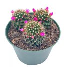 Old Lady Cactus 6Ch Mammillaria Hahniana Crown Of Flowers