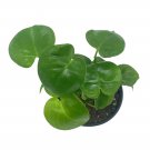 Monstera Deliciosa 4Ch Swiss Cheese Plant Split Leaf Philo