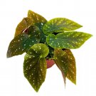 Dark Queen Angel Wing 6Ch Cane Begonia Green Leaf White Polkadots