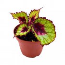Heart And Soul Begonia Rex 4Ch