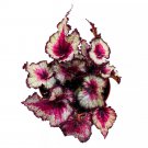 Taste Of Poison Begonia Rex 6Ch Pink Center Purple Band Spiral Lea