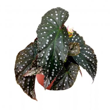 Flying High Angel Wing 6Ch Cane Begonia Huge Silver Tip And Pink W