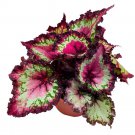Dance Of Dragons Begonia Rex 6Ch