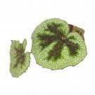 Begonia Tricolor Variegata Variegated Masoniana 4Ch