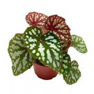 Betsy Begonia Rex 4Ch Iridescent Rare Painted-Leaf