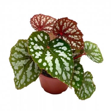 Betsy Begonia Rex 4Ch Iridescent Rare Painted-Leaf