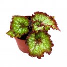 Heart'S Desire Begonia Rex 4Ch