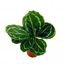 Calathea Green Goddess Roseopicta A 4Ch Pot