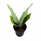 Sansevieria Moonshine White-Ish Green Snake Plant A 4Ch Pot