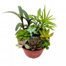 Succulent Arrangement A 4Ch Pot Unique Hand Crafted Plant Designs
