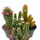 Cactus Assortment 4Ch Set Of 3 Best-Sellers Most Popular Cacti