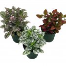 Polka Dot Plant Assortment 4Ch Hypoestes Phyllostachya Pink White And Re