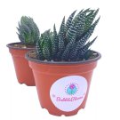 Zebra Haworthia Haworthiopsis Attenuata Haworthia Attenuata Haworthiopsis Coa