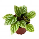 Begonia U064 4Ch Green White Rhizomatous Rhizo