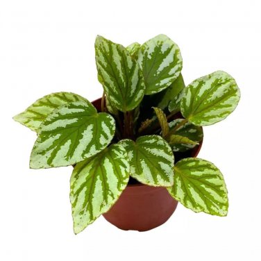 Begonia U064 4Ch Green White Rhizomatous Rhizo